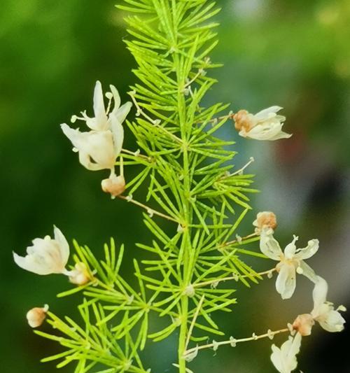 文竹的开花时间与寓意解析（探秘文竹的花期和象征意义）