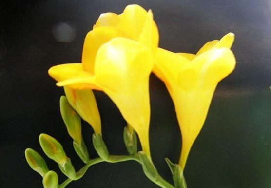 小苍兰的花语象征与寓意（小苍兰花语解读及其寓意）