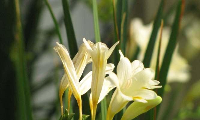 小苍兰的花语象征与寓意（小苍兰花语解读及其寓意）
