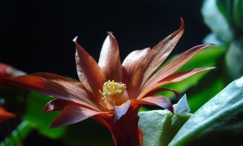 蟹爪兰花语的象征与寓意（探寻蟹爪兰的深意）