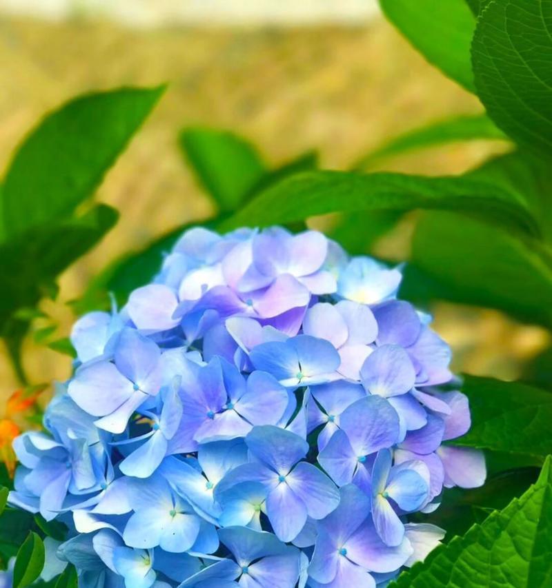 绣球花的花语与寓意（探索绣球花花语）