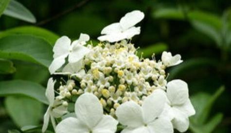 扬州市花琼花的象征与寓意（探究琼花的美丽与深刻含义）