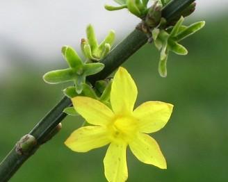 迎春花花语及代表意义解读（揭秘迎春花的花语）