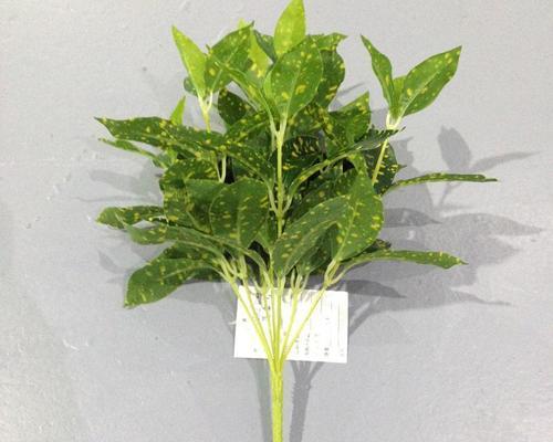 常绿硬叶林的叶片特点（探寻植物王国中的绿色守卫者——常绿硬叶林）