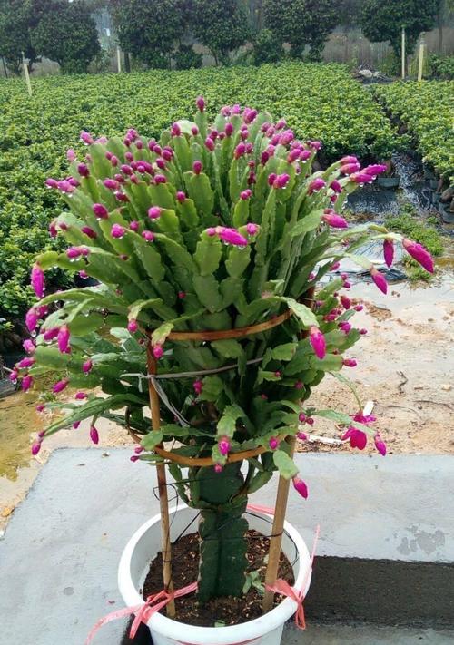 蟹爪兰花语的解读（探寻蟹爪兰花背后的含义）