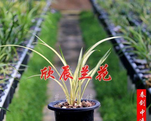 养兰花的寓意与意义（探寻兰花背后的文化内涵）
