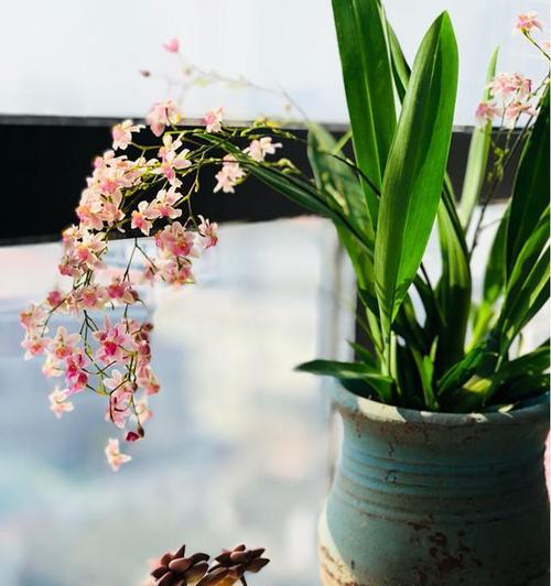 养兰花的寓意与意义（探寻兰花背后的文化内涵）