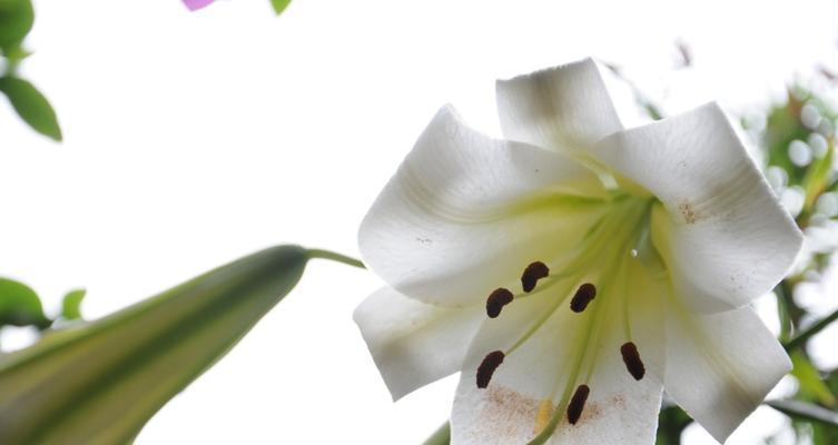 野百合的花语与寓意——寄托纯洁与坚韧（野百合花语的七种寓意及传递的情感）