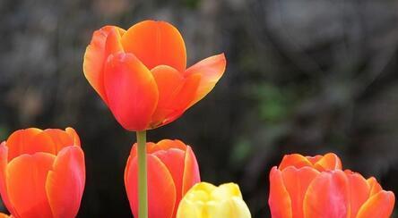 野生郁金香的花语（探寻郁金香花海中的美丽密码）