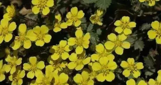 花开狼啸，花语传情（花与狼的奇妙结合）