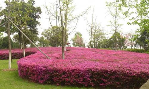 红花继木怎样养护才能开花（红花继木的种植方法讲解）