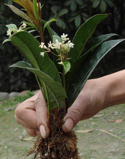 桂花树几月份移栽（桂花树移栽注意事项）