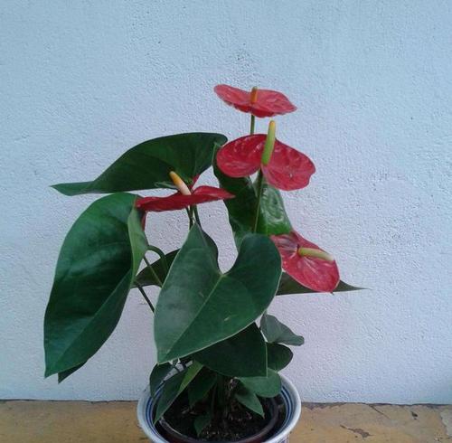 怎样养红掌开花更多（打造鲜艳红掌花海）