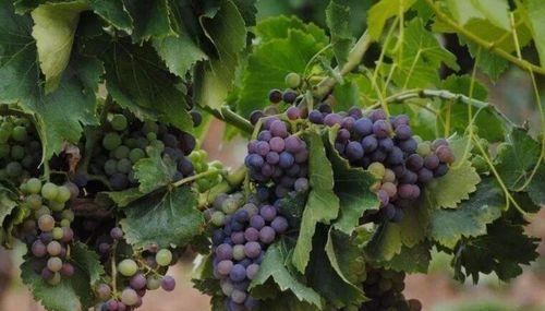 葡萄栽培与管理技术（葡萄种植技术与管理）