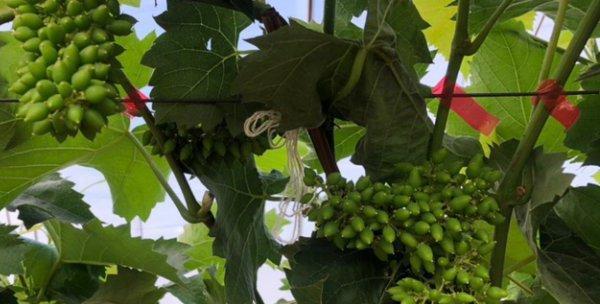 葡萄栽培与管理技术（葡萄种植技术与管理）