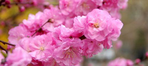 春天开的常见的花有哪些（常见的春季代表花卉）