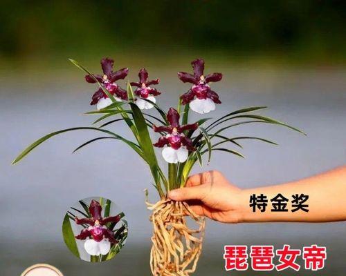 栽兰花用什么土最合适（新手栽种兰花使用的土质是什么）