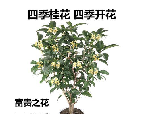 桂花树怎么养才长得好（桂花树的养护技巧）