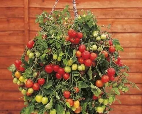 种植番茄的方法有哪些（有关番茄种植技术与管理）