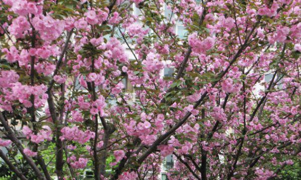 樱花树种植方法是什么（樱花种植方法和时间）