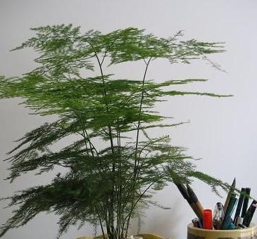 文竹如何繁殖（文竹繁殖方法及时间）