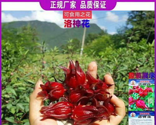 玫瑰花籽怎么种（玫瑰花籽种植方法和时间）