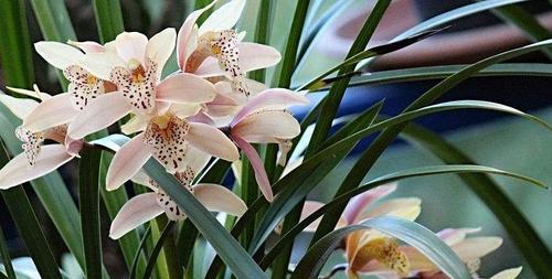 兰花一般什么季节开花（有关兰花的花期时间）