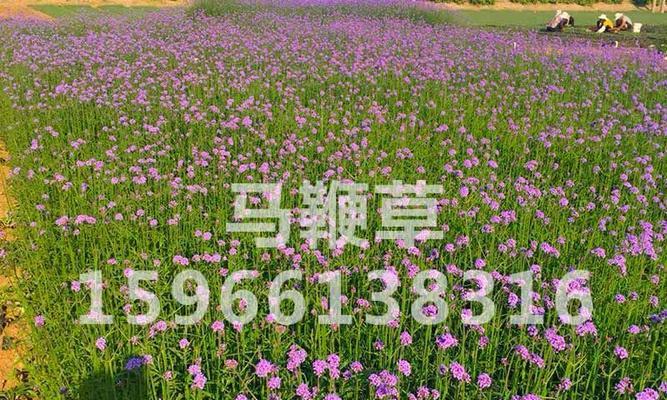 马鞭草什么时候播种（马鞭草的种植方法和时间）