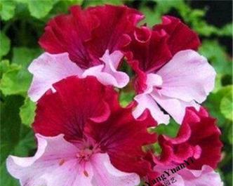 天竺葵花怎么养能开花（天竺葵的养殖方法和注意事项）