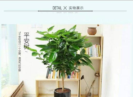 平安树好养吗（平安树养护小妙招）
