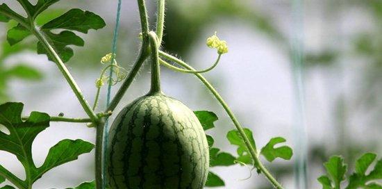 西瓜怎么种植（西瓜种植技术及管理）