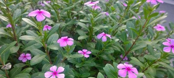 长春花有几种颜色（有关长春花的特点介绍）