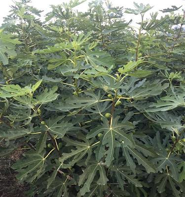 怎样栽种无花果树苗（无花果种植条件和技巧）