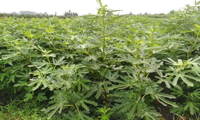 怎样栽种无花果树苗（无花果种植条件和技巧）