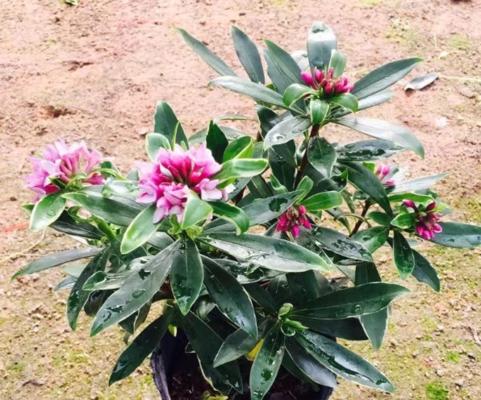 金边瑞香什么时候开花（有关金边瑞香花期简介）