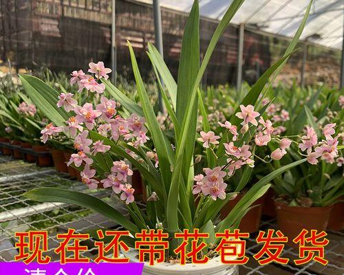 种在水里的花有哪些（水生植物品种大全）