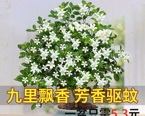 室内花卉有哪些（盘点十大最易养的室内花卉）