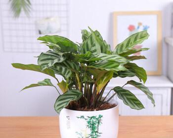 除甲醛植物十大排名（植物空气净化器大全）