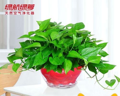 除甲醛植物十大排名（植物空气净化器大全）