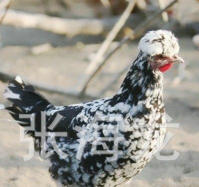 七彩鸡苗怎么喂养（七彩鸡苗饲养管理技术）