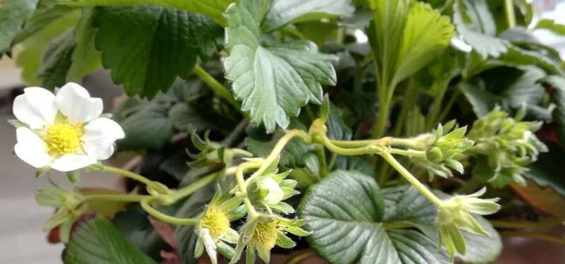 草莓怎么种植结果多（种植草莓的方法与技巧）