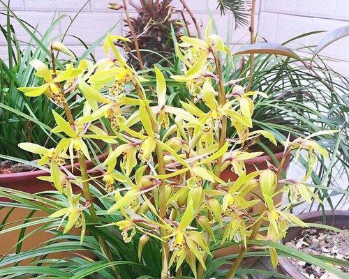 九头兰什么时候开花（有关九头兰花期简介）
