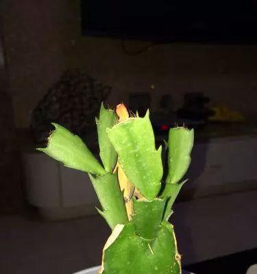 火龙果盆栽怎么养（火龙果的种植方法及时间）