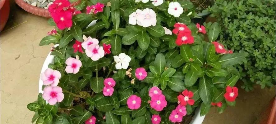 常见的草本植物有哪些（常见的草本植物大全）
