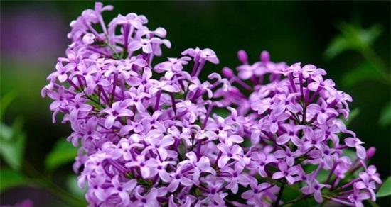六月什么花开得最旺盛（六月代表性的花介绍）