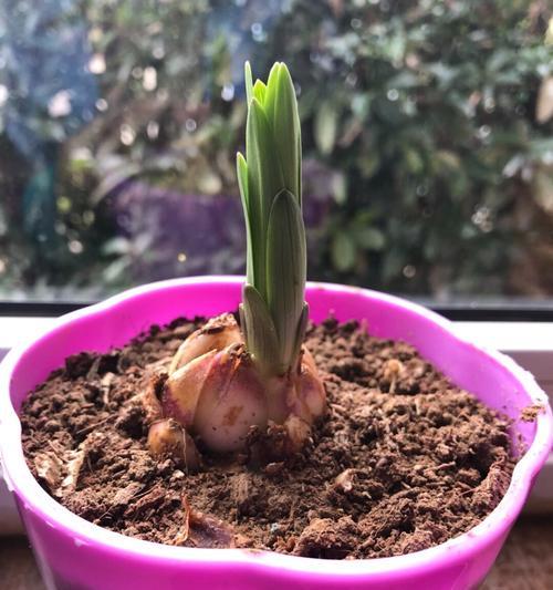百合花怎么修剪枝叶（百合花的种植方法讲解）
