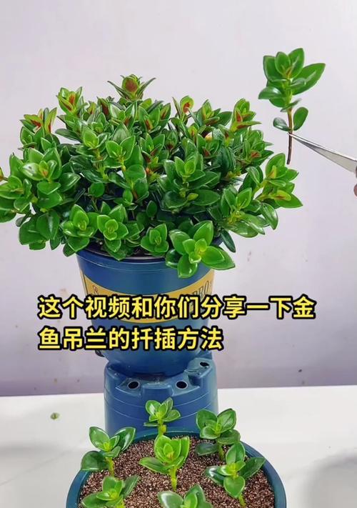 吊兰怎么扦插繁殖（分享吊兰扦插生根最快方法）