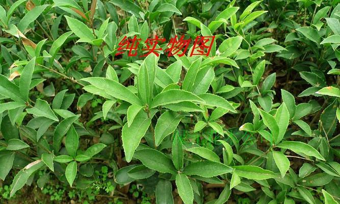 桂花苗怎么栽能活（教你正确养护桂花树）