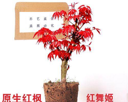 红枫树适合在家种植吗（红枫盆景的种植技术）