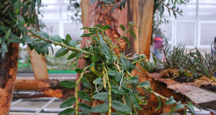 铁皮石斛好种植吗（铁皮石斛种植条件和技术）